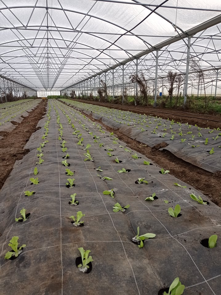 plantation de salades